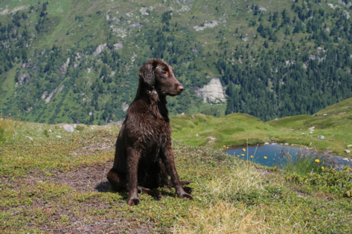 Russin am Gletscherweg