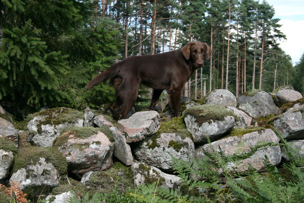 Russin på stenmuren