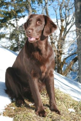 Russin i Achenkirch