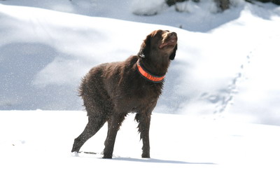 Bästa Unghundstik 2007