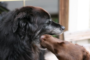 img_4134_bildgrose-andern