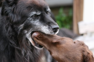 img_4135_bildgrose-andern