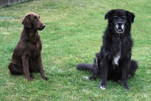 img_4148_bildgrose-andern1