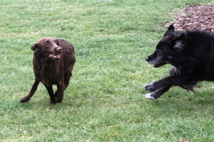 img_4167a_bildgrose-andern