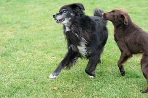 img_4173_bildgrose-andern