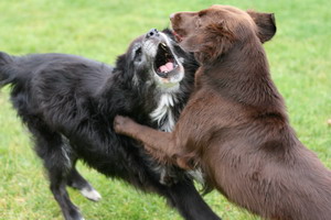 img_4180_bildgrose-andern