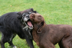 img_4181_bildgrose-andern