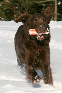 apport-i-snoe Apport i snö