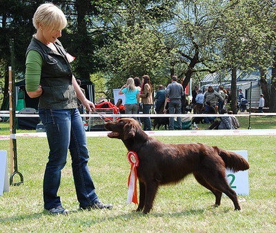 flatterhaft-choklad-russin