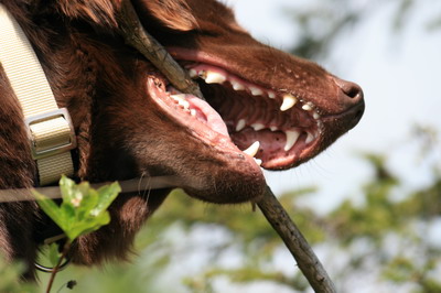 Russins fina tänder
