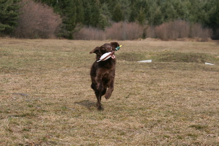 träning3jan11 Träning Russin Jan 2011