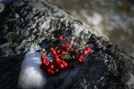 Rönnbär-Vogelbeeren