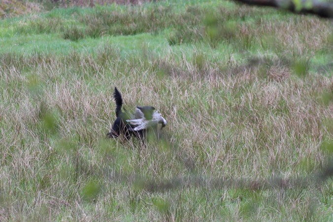 Dålig bild på Peppar med Truten