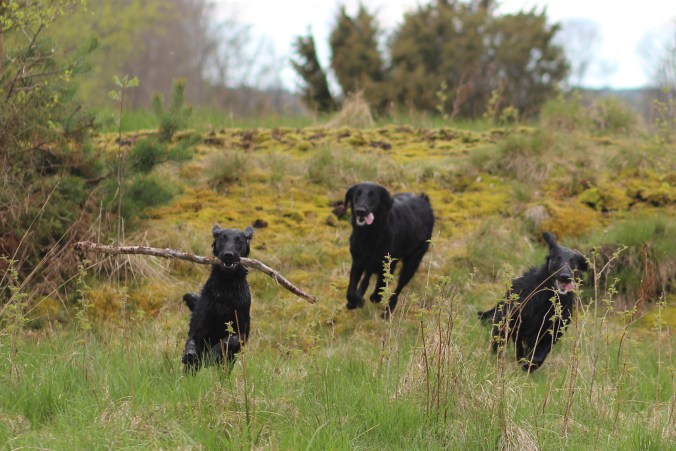 Loka, Peppar och Olaf